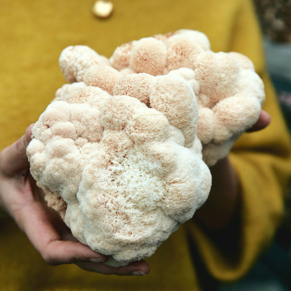 Lion's Mane (Hericium erinaceus) - Alles, was Du wissen musst