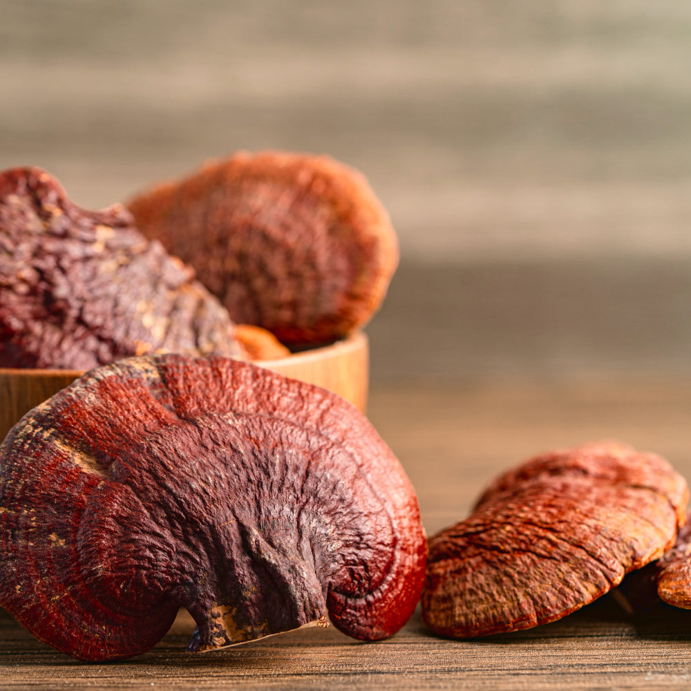 Reishi (Ganoderma lucidum) - Alles, was Du wissen musst