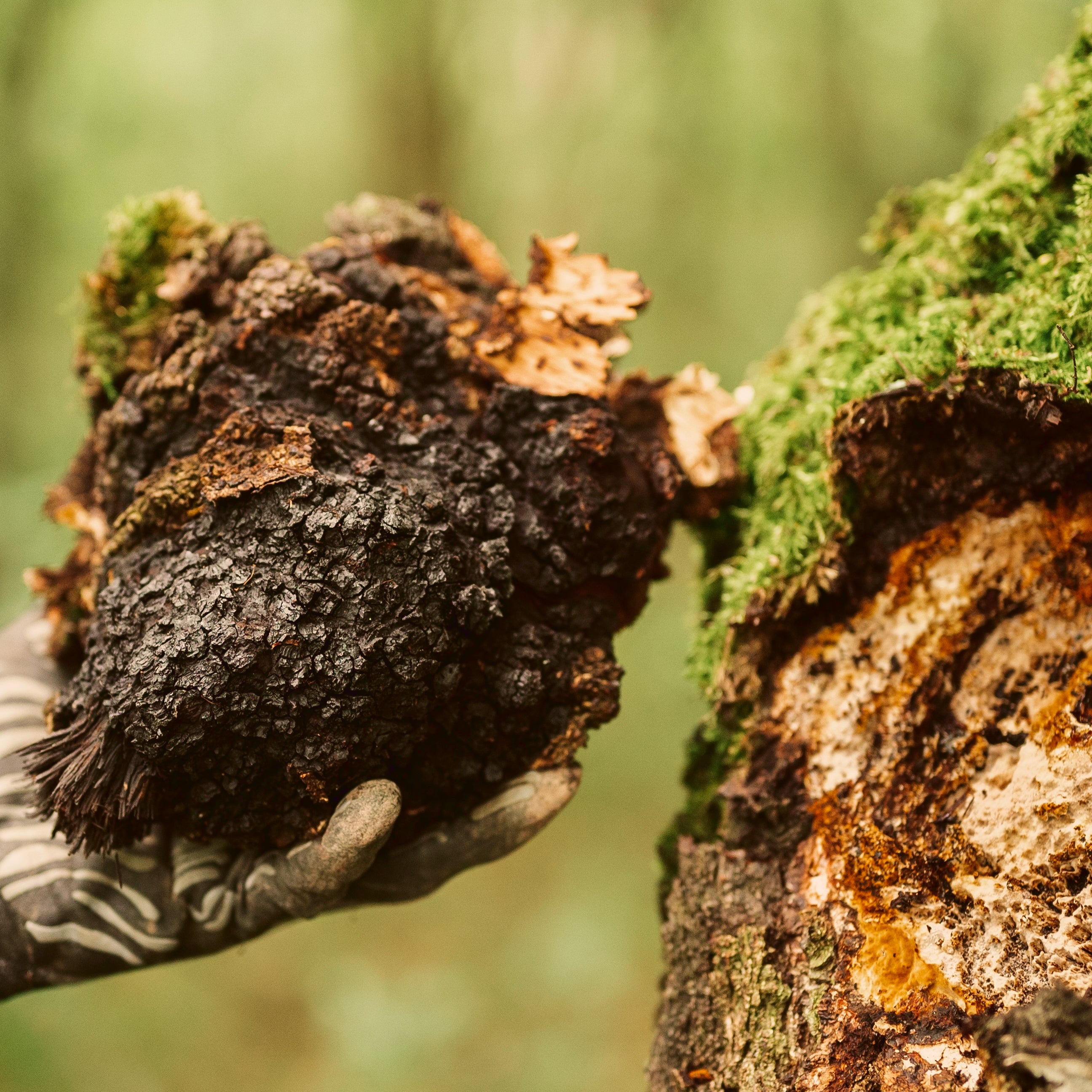 Chaga (Inonotus obliquus) - Alles, was Du wissen musst