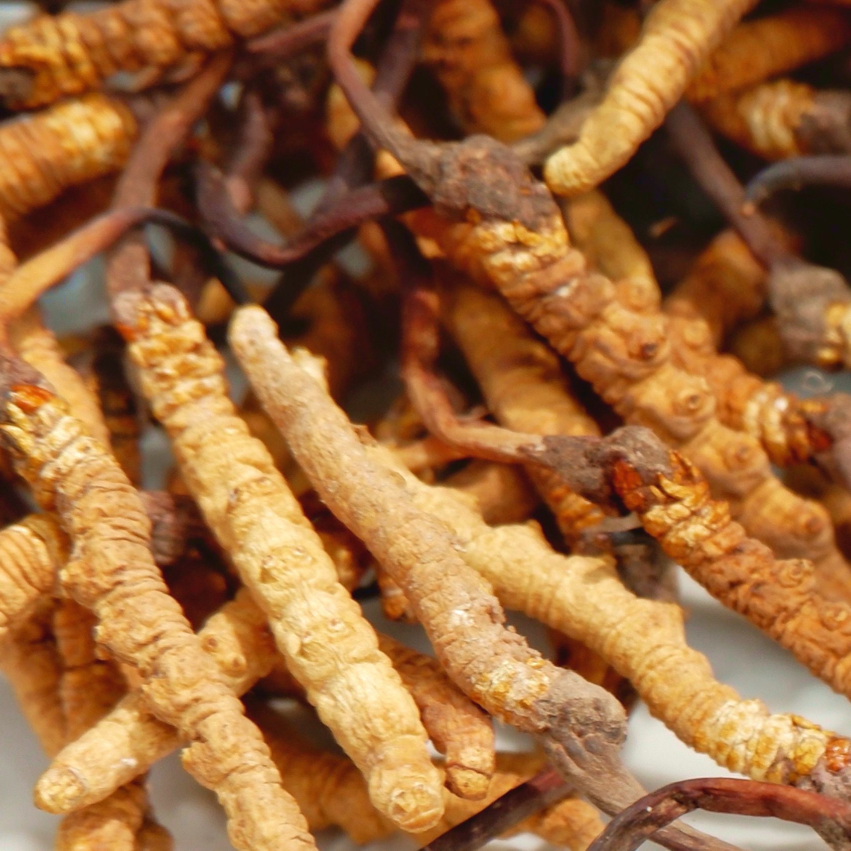 Cordyceps Sinensis - Alles, was Du wissen musst